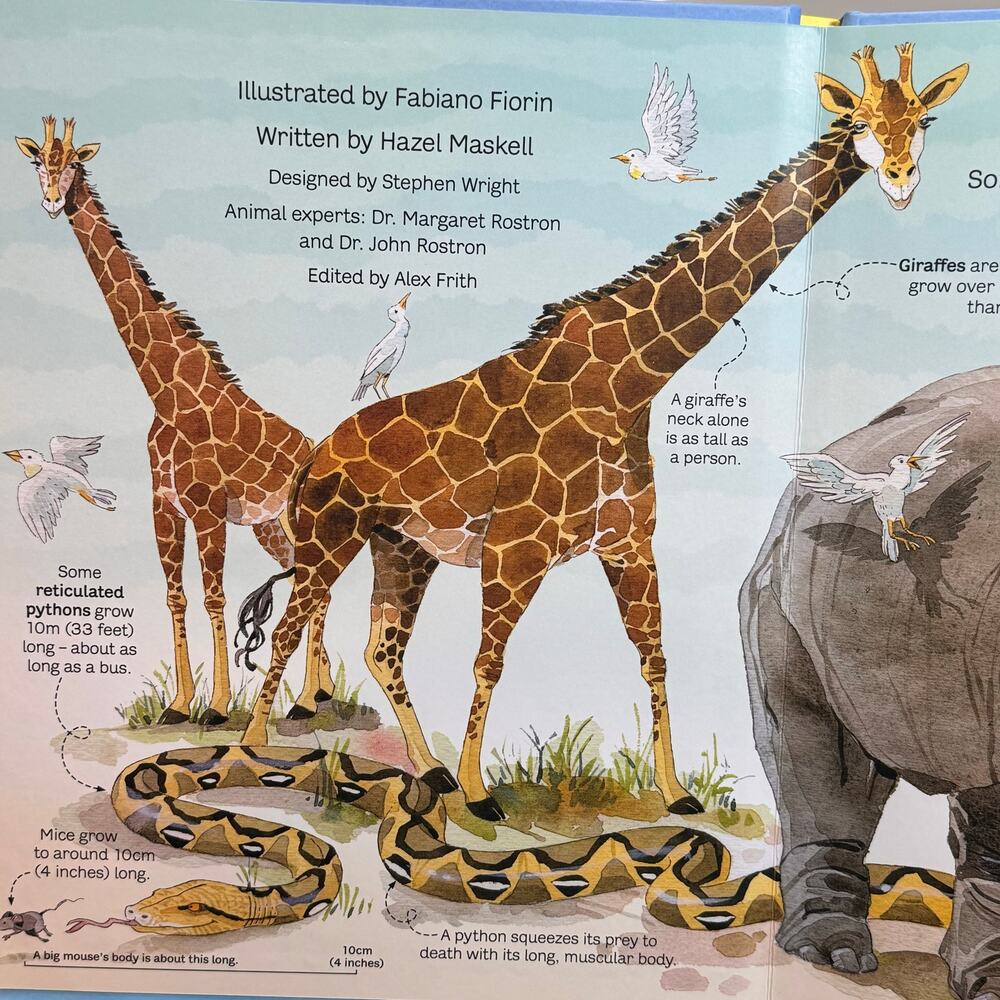 Usborne Big Book of Big Animals- EUC - Picture 4 of 4